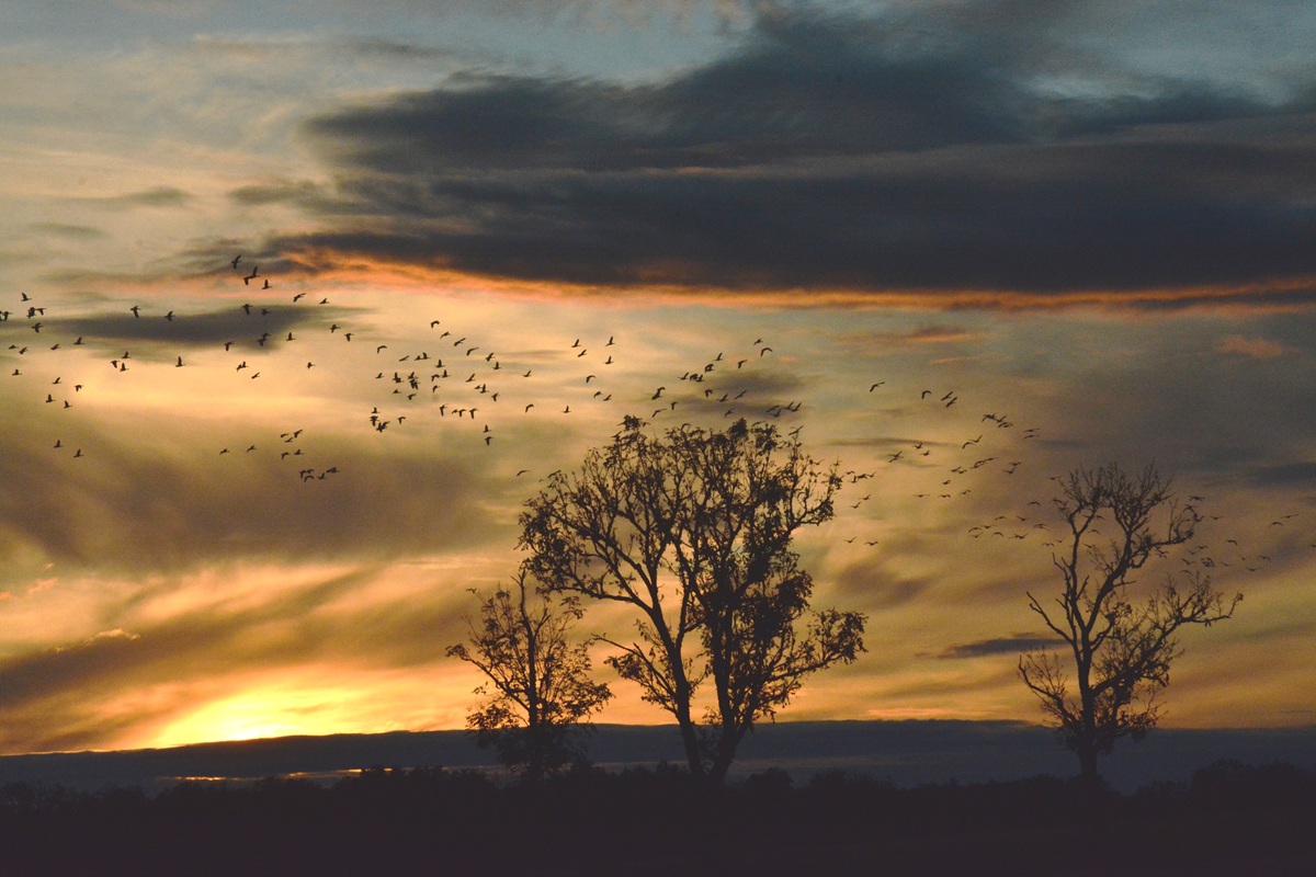 Abendlicher Vogelflug über dem Vänern